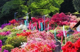 埼玉県越生町 斜面をあざやかに染め上げる五大尊つつじ公園の約1万株のツツジ