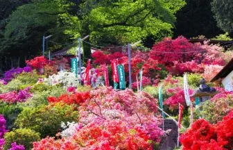 埼玉県越生町 斜面をあざやかに染め上げる五大尊つつじ公園の約1万株のツツジ