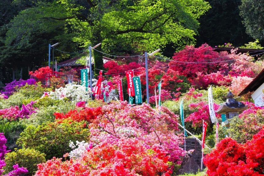 埼玉県越生町 斜面をあざやかに染め上げる五大尊つつじ公園の約1万株のツツジ