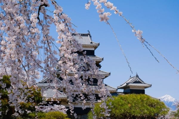 国宝・松本城の桜