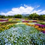 大分県竹田市 九重連山を背景に広がるくじゅう花公園のカラフルな春彩の畑