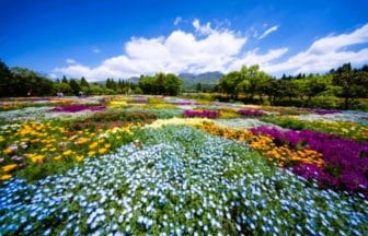 大分県竹田市 九重連山を背景に広がるくじゅう花公園のカラフルな春彩の畑