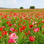 埼玉県鴻巣市 日本一の広さを誇るポピー・ハッピー・スクエアに咲き誇る色鮮やかなポピー