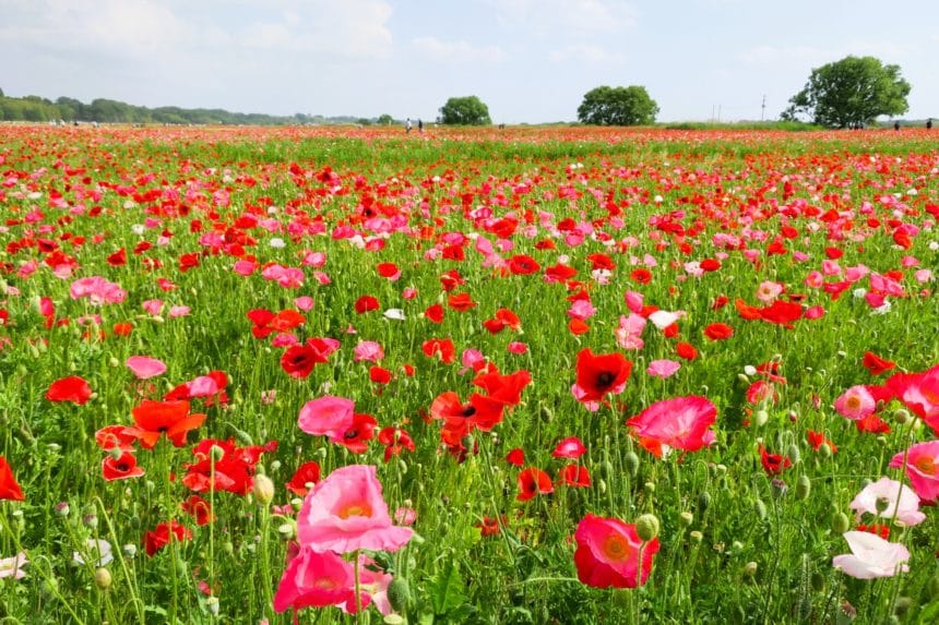 埼玉県鴻巣市 日本一の広さを誇るポピー・ハッピー・スクエアに咲き誇る色鮮やかなポピー