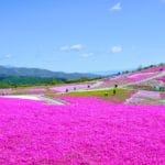 愛知県豊根村 標高1358メートルの萩太郎山頂に広がる茶臼山高原「芝桜の丘」