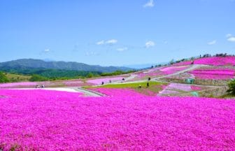 愛知県豊根村 標高1358メートルの萩太郎山頂に広がる茶臼山高原「芝桜の丘」