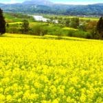 長野県飯山市 千曲川沿いの丘を黄色く染める飯山市菜の花公園の約800万本の菜の花