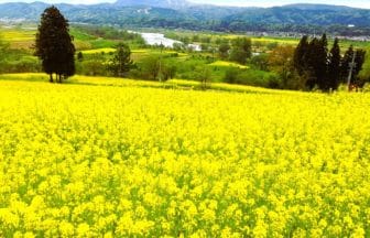 長野県飯山市 千曲川沿いの丘を黄色く染める飯山市菜の花公園の約800万本の菜の花