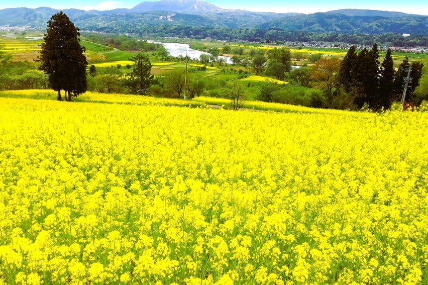 長野県飯山市 千曲川沿いの丘を黄色く染める飯山市菜の花公園の約800万本の菜の花