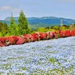 長崎県大村市 色鮮やかなツツジと丘一面に広がる青いネモフィラが美しい松本ツツジ園