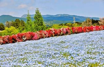 長崎県大村市 色鮮やかなツツジと丘一面に広がる青いネモフィラが美しい松本ツツジ園