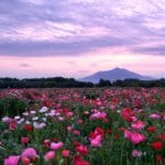 茨城県下妻市 筑波山を背景に咲き誇る小貝川ふれあい公園のポピー