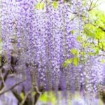 奈良県奈良市 春日大社萬葉植物園に咲き誇る色鮮やかな藤の花