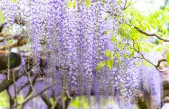 奈良県奈良市 春日大社萬葉植物園に咲き誇る色鮮やかな藤の花