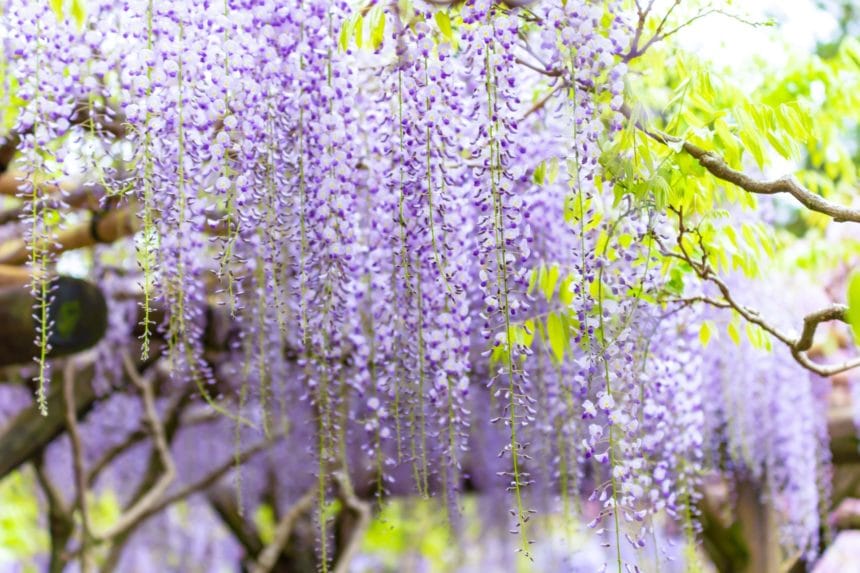 奈良県奈良市 春日大社萬葉植物園に咲き誇る色鮮やかな藤の花