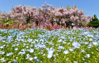 広島県世羅町 せらふじ園で美しく咲き誇る藤棚とルピナスの群生とネモフィラ