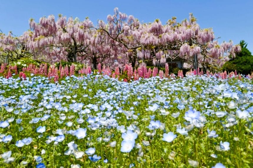 広島県世羅町 せらふじ園で美しく咲き誇る藤棚とルピナスの群生とネモフィラ