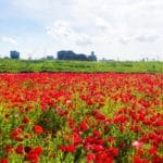 東京都江戸川区 荒川河川敷の花畑に咲き誇る平井運動公園のポピー