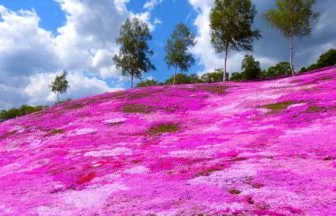 北海道滝上町 芝ざくら滝上公園の広大な斜面を染める芝桜
