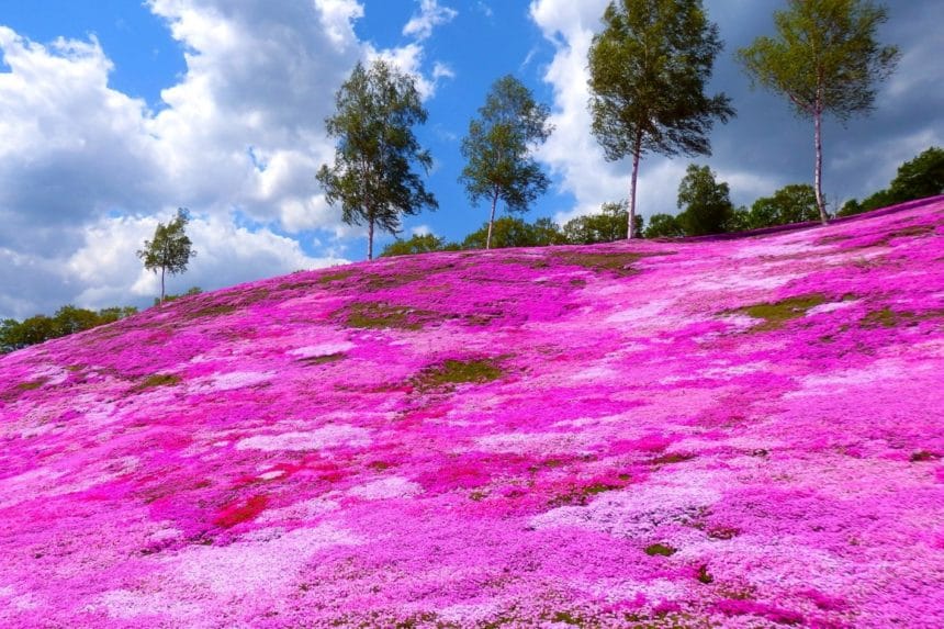 北海道滝上町 芝ざくら滝上公園の広大な斜面を染める芝桜