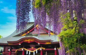 茨城県笠間市 歴史ある笠間稲荷神社の社殿と見事な藤棚の景観
