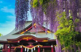 茨城県笠間市 歴史ある笠間稲荷神社の社殿と見事な藤棚の景観