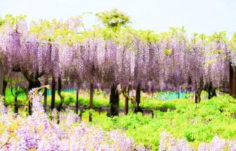 三重県津市 九尺藤や本紅など多様な品種の藤が咲き誇るかざはやの里