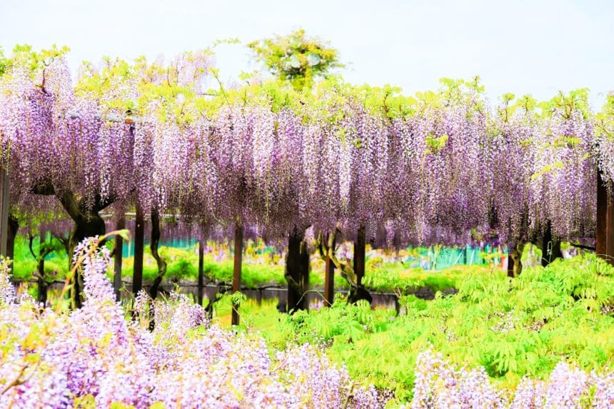 三重県津市 九尺藤や本紅など多様な品種の藤が咲き誇るかざはやの里
