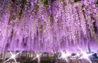 静岡県磐田市 ライトアップされた行興寺境内の熊野の長藤