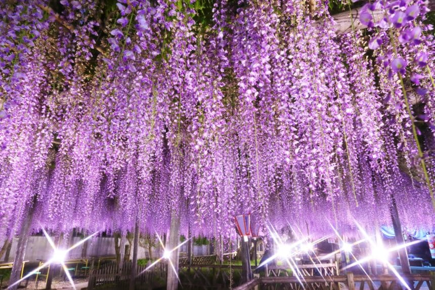 静岡県磐田市 ライトアップされた行興寺境内の熊野の長藤