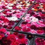 埼玉県東松山市 ゴールデンウィーク限定の東松山ぼたん園の池泉牡丹（巨大花手水）