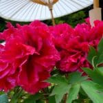 奈良県葛城市 白い番傘の下で色鮮やかに咲き誇る當麻寺の牡丹や芍薬