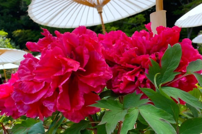 奈良県葛城市 白い番傘の下で色鮮やかに咲き誇る當麻寺の牡丹や芍薬