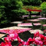 茨城県つくば市 水面に約5000輪の色とりどりの芍薬を浮かべるつくば牡丹園の花筏