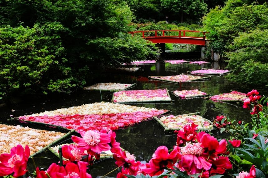 茨城県つくば市 水面に約5000輪の色とりどりの芍薬を浮かべるつくば牡丹園の花筏