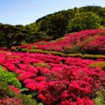 静岡県伊東市 10万本のツツジが咲き誇る小室山公園つつじ園
