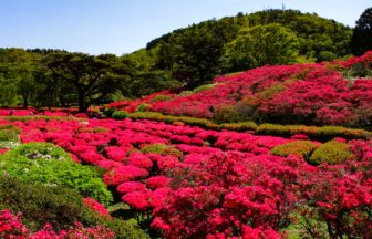 静岡県伊東市 10万本のツツジが咲き誇る小室山公園つつじ園