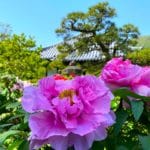 奈良県葛城市 中将姫伝説ゆかりの寺として知られる石光寺を彩る牡丹・芍薬