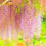 宮城県岩沼市 金蛇水神社で満開を迎えた樹齢約300年の九竜の藤