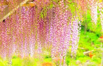 宮城県岩沼市 金蛇水神社で満開を迎えた樹齢約300年の九竜の藤