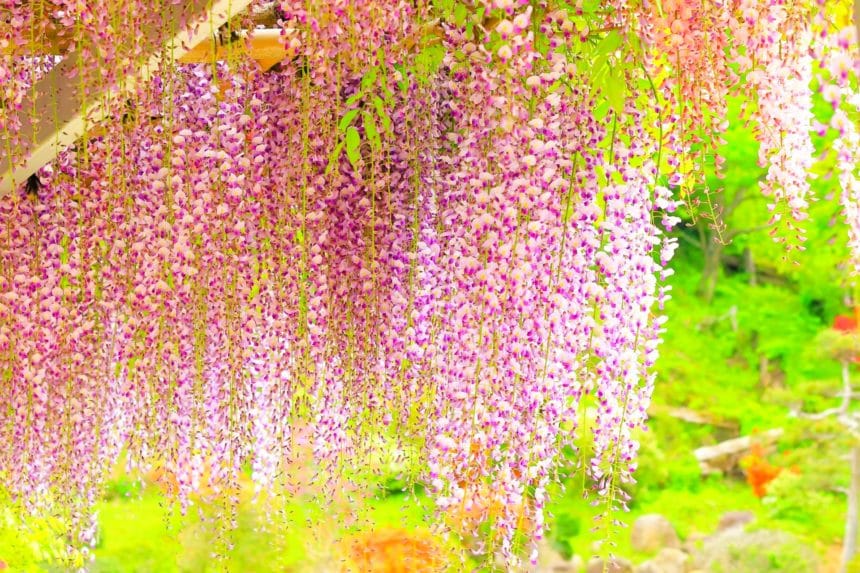 宮城県岩沼市 金蛇水神社で満開を迎えた樹齢約300年の九竜の藤