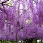 埼玉県加須市 玉敷神社（玉敷公園）の樹齢450年以上の大藤と百畳敷きの藤棚