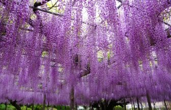 埼玉県加須市 玉敷神社（玉敷公園）の樹齢450年以上の大藤と百畳敷きの藤棚