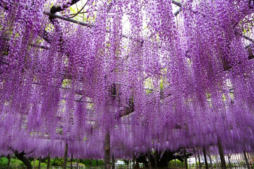 埼玉県加須市 玉敷神社（玉敷公園）の樹齢450年以上の大藤と百畳敷きの藤棚