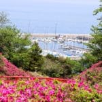 大阪府岬町 山肌を赤やピンクに色鮮やかに染め上げるあたご山公園の約5万株のツツジ