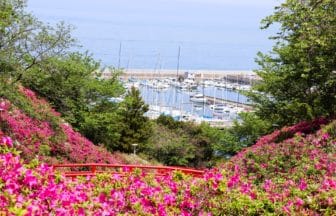 大阪府岬町 山肌を赤やピンクに色鮮やかに染め上げるあたご山公園の約5万株のツツジ