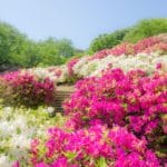 福井県鯖江市 日本海側随一の規模を誇る約5万株のツツジが園内を美しく彩る西山公園