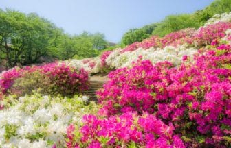 福井県鯖江市 日本海側随一の規模を誇る約5万株のツツジが園内を美しく彩る西山公園