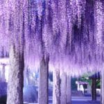 群馬県藤岡市 ライトアップされたふじの咲く丘の藤棚