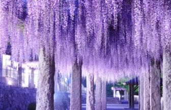 群馬県藤岡市 ライトアップされたふじの咲く丘の藤棚